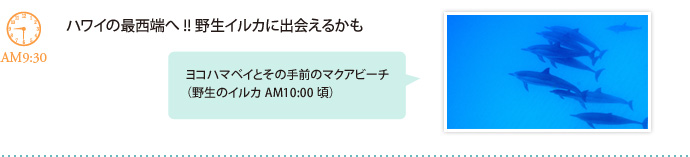 ハワイの最西端へ!!野生イルカに出会えるかも