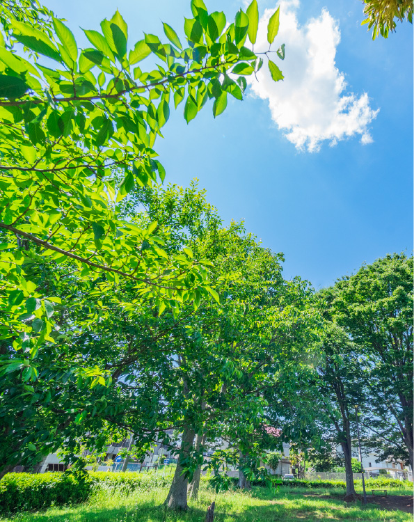 木づくり公園