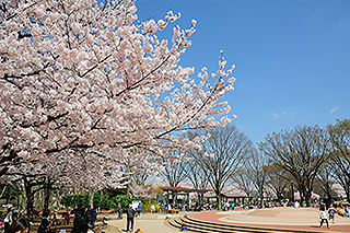 東村山中央公園