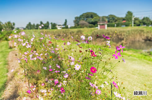 綾瀬川