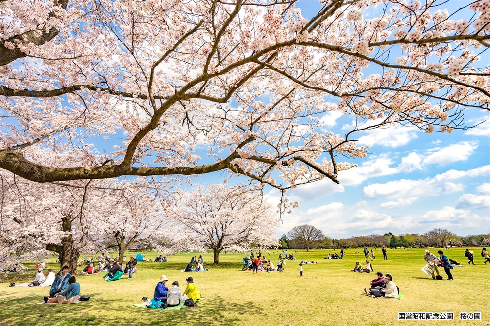 国営昭和記念公園